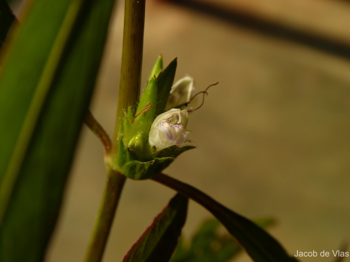 Hygrophila ringens (L.) R.Br. ex Spreng.